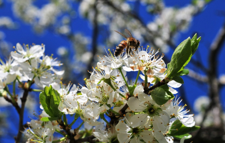 Как действовать, если ужалила пчела или оса, научили в Роспотребнадзоре ...