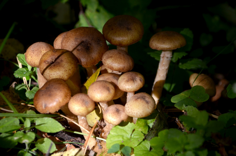 Названы самые опасные грибы, растущие в лесах Подмосковья | Ruza.News -  Новости Рузы и Подмосковья